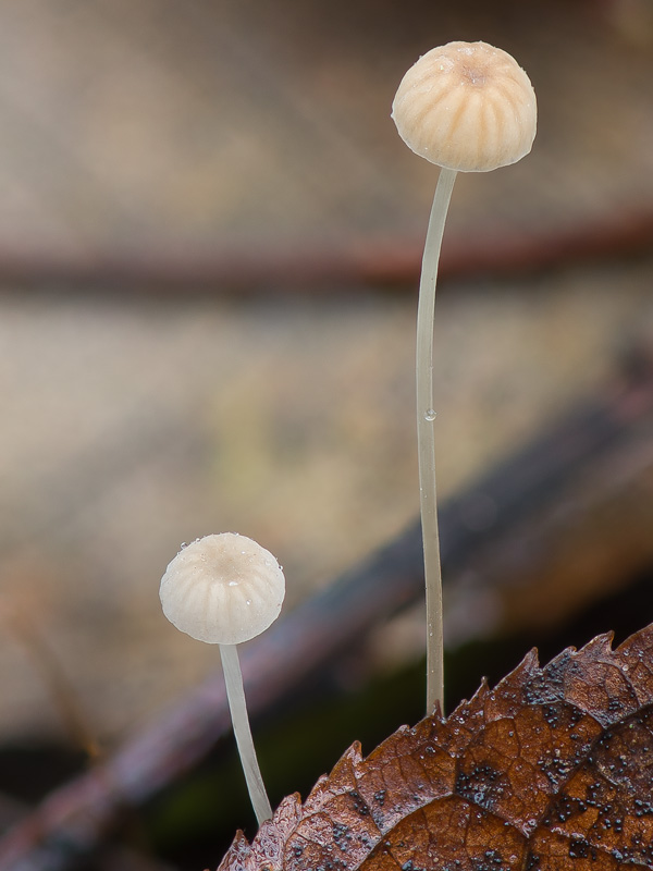 Mycena mirata